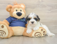 5 week old Mini Schnoodle Puppy For Sale - Seaside Pups