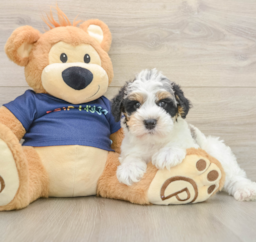 7 week old Mini Schnoodle Puppy For Sale - Seaside Pups