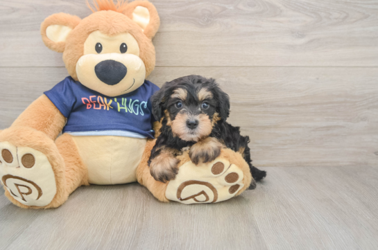 Cute Mini Schnoodle Poodle Mix Puppy
