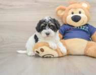 5 week old Mini Schnoodle Puppy For Sale - Seaside Pups