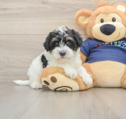 7 week old Mini Schnoodle Puppy For Sale - Seaside Pups