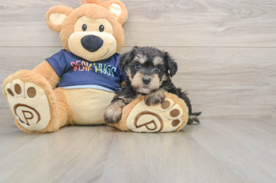 Mini Schnoodle Puppy for Adoption