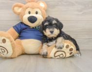 5 week old Mini Schnoodle Puppy For Sale - Seaside Pups