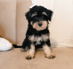 10 week old Mini Schnoodle Puppy For Sale - Seaside Pups