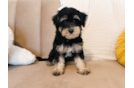 Best Mini Schnoodle Baby