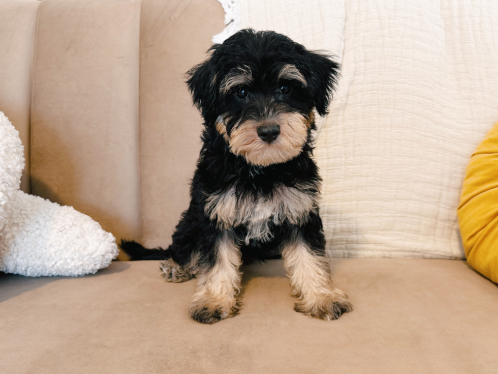 Best Mini Schnoodle Baby