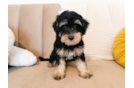 Cute Mini Schnoodle Poodle Mix Puppy