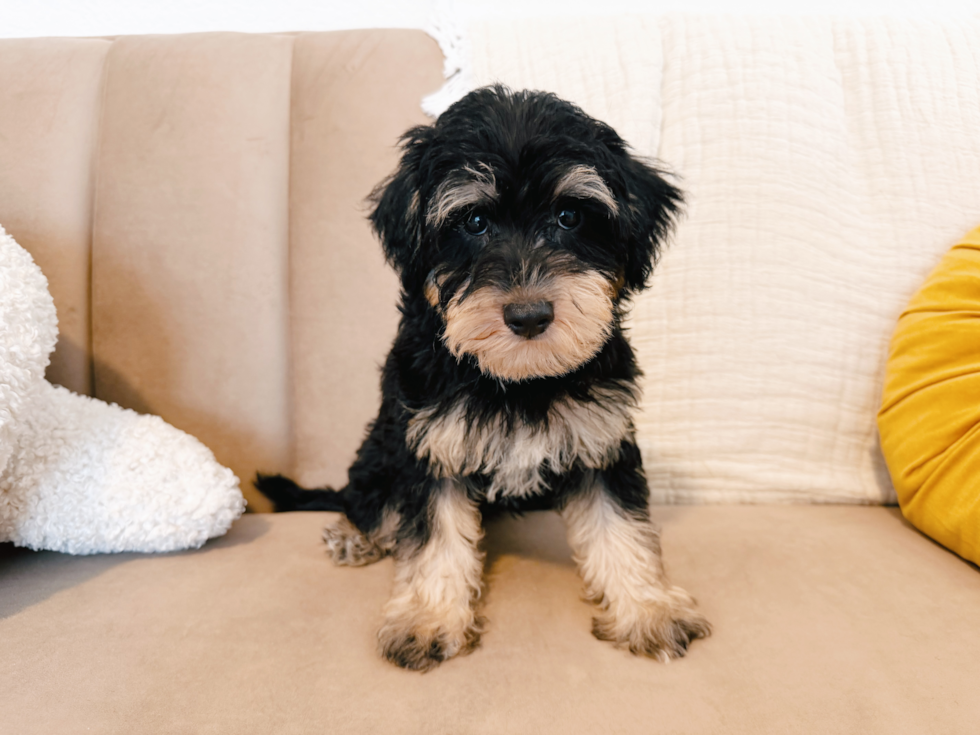 Cute Mini Schnoodle Poodle Mix Puppy