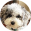 Mini Sheepadoodle Puppy For Sale - Seaside Pups Mini Sheepadoodle Puppy For Sale - Seaside Pups
