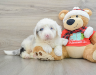 5 week old Mini Sheepadoodle Puppy For Sale - Seaside Pups