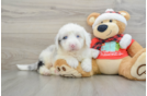 Fluffy Mini Sheepadoodle Poodle Mix Pup