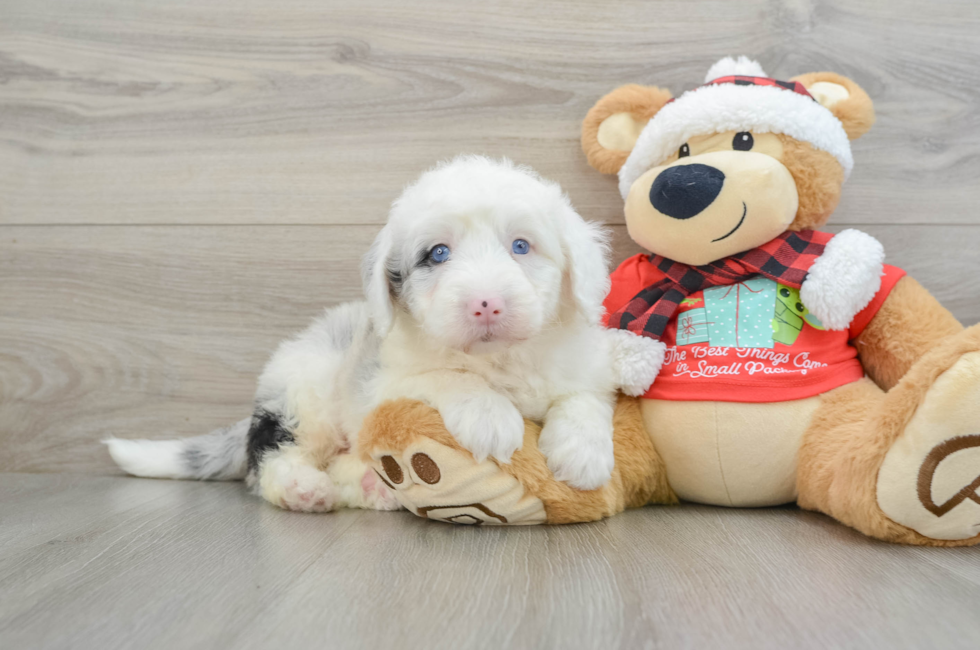 5 week old Mini Sheepadoodle Puppy For Sale - Seaside Pups