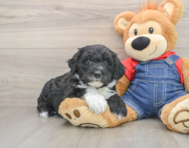 6 week old Mini Sheepadoodle Puppy For Sale - Seaside Pups