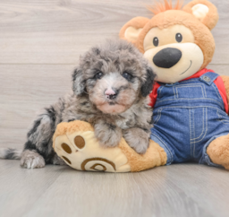 5 week old Mini Sheepadoodle Puppy For Sale - Seaside Pups