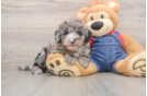 Small Mini Sheepadoodle Baby