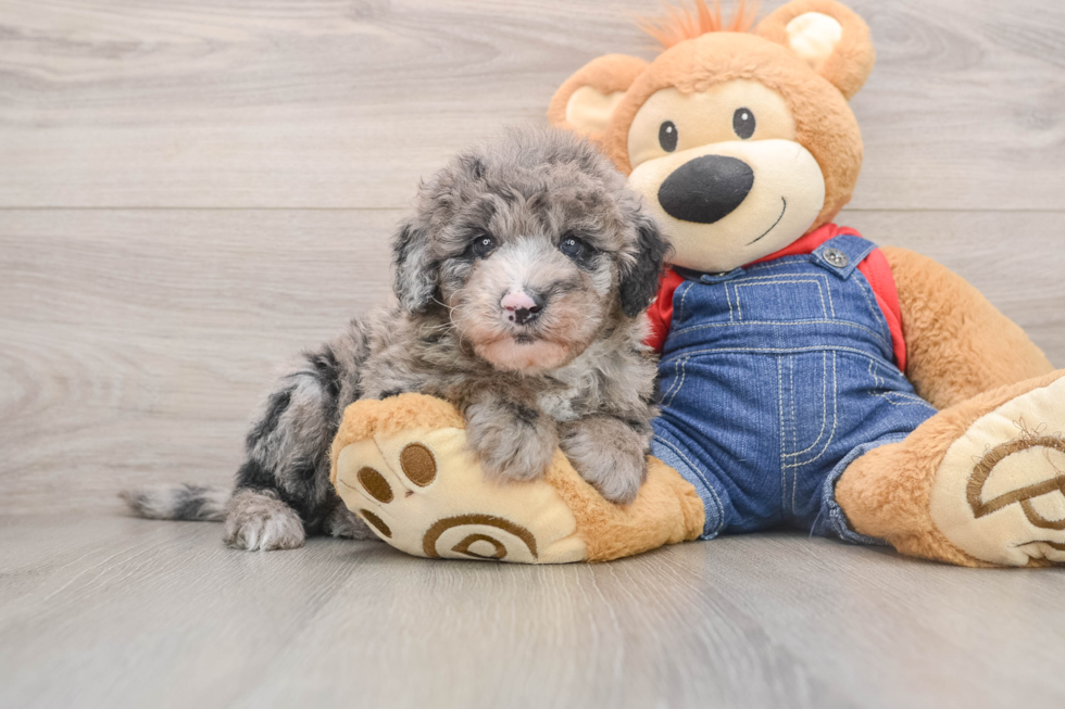 Small Mini Sheepadoodle Baby
