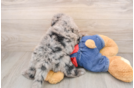 Popular Mini Sheepadoodle Poodle Mix Pup