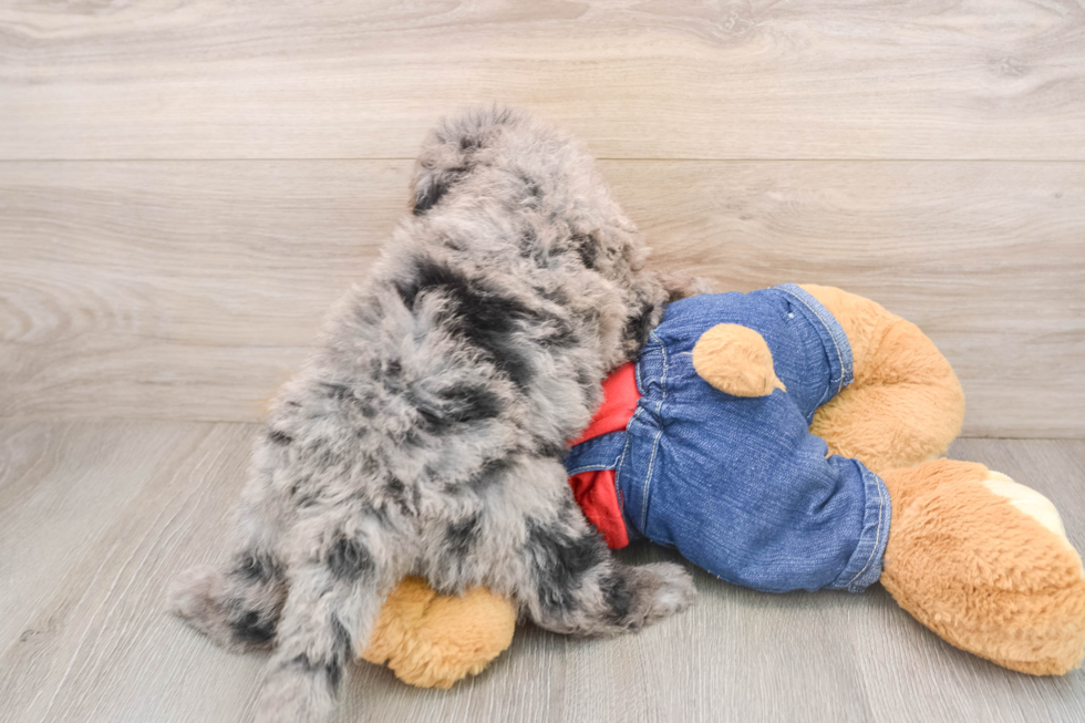 Popular Mini Sheepadoodle Poodle Mix Pup
