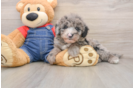 Mini Sheepadoodle Puppy for Adoption