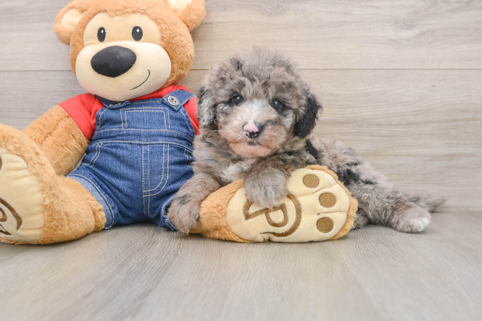 Mini Sheepadoodle Puppy for Adoption