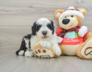 5 week old Mini Sheepadoodle Puppy For Sale - Seaside Pups