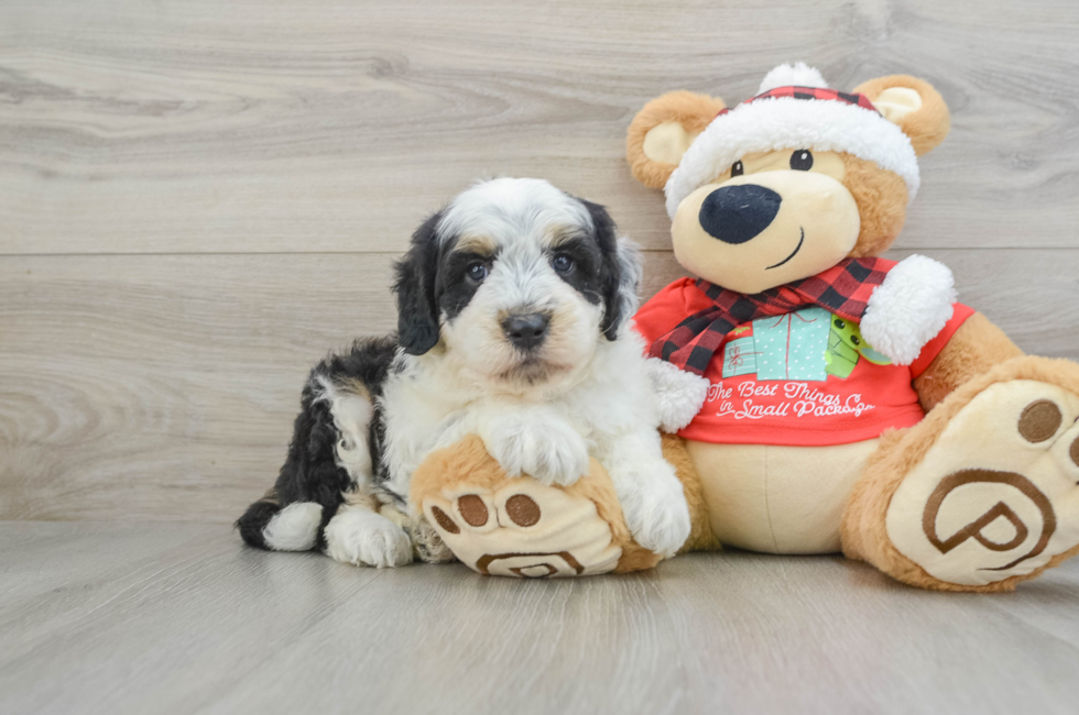 5 week old Mini Sheepadoodle Puppy For Sale - Seaside Pups