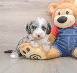 5 week old Mini Sheepadoodle Puppy For Sale - Seaside Pups