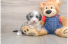 Smart Mini Sheepadoodle Poodle Mix Pup
