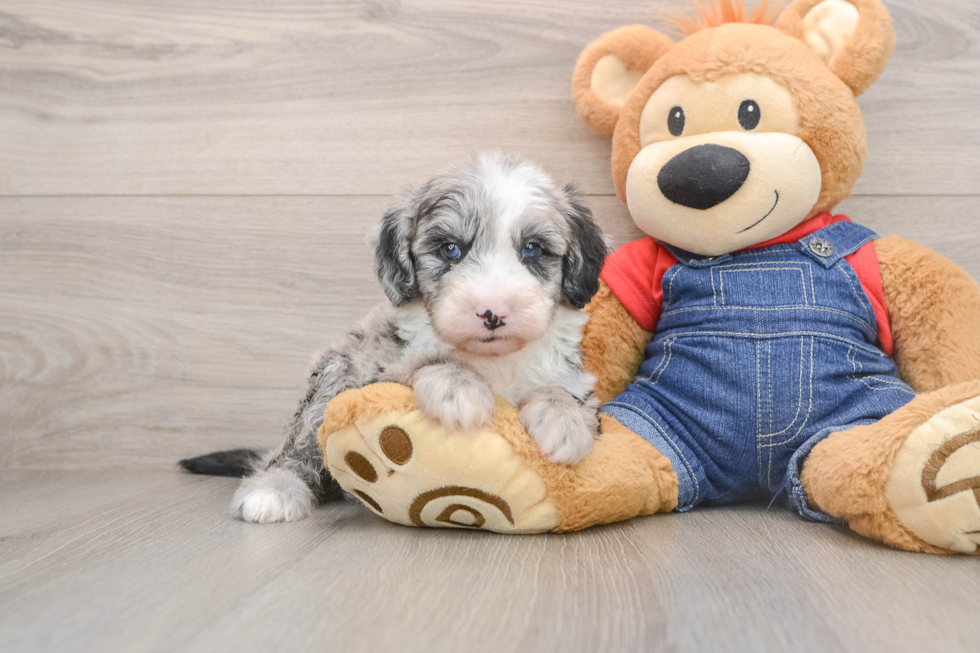 Smart Mini Sheepadoodle Poodle Mix Pup