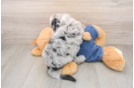 Petite Mini Sheepadoodle Poodle Mix Pup