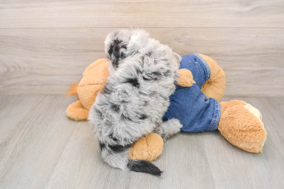 Petite Mini Sheepadoodle Poodle Mix Pup