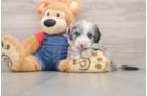 Mini Sheepadoodle Puppy for Adoption