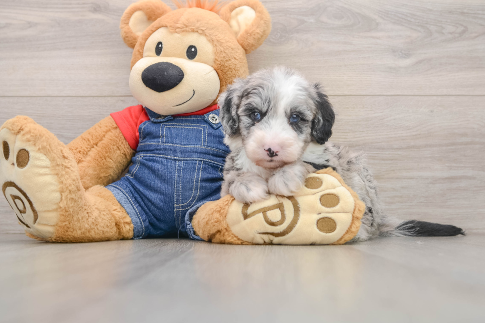 Mini Sheepadoodle Puppy for Adoption