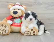 5 week old Mini Sheepadoodle Puppy For Sale - Seaside Pups