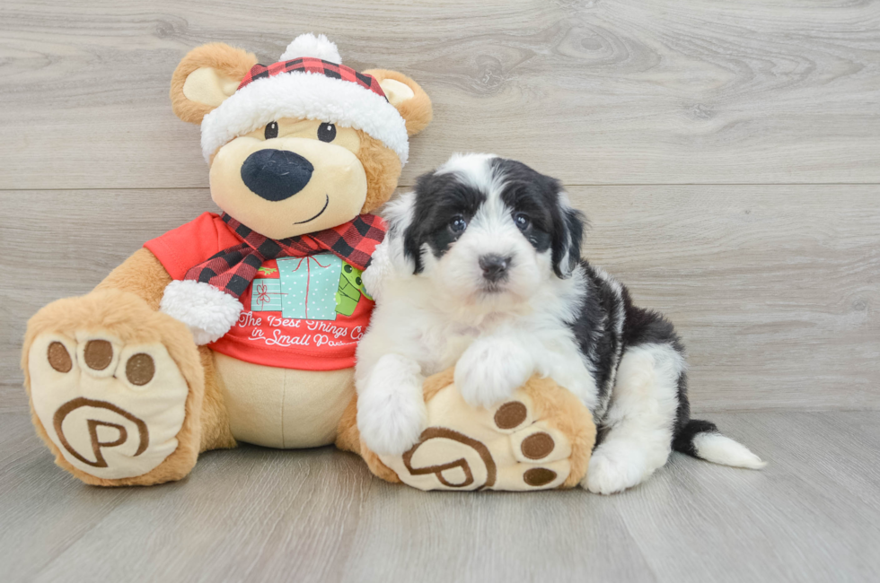 5 week old Mini Sheepadoodle Puppy For Sale - Seaside Pups