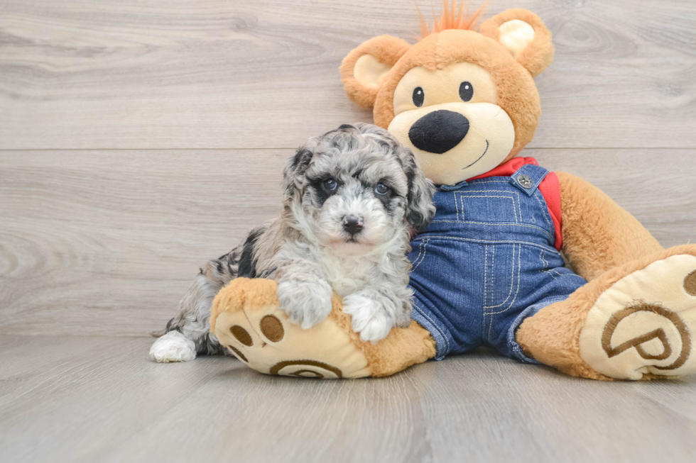 Best Mini Sheepadoodle Baby