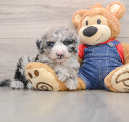 6 week old Mini Sheepadoodle Puppy For Sale - Seaside Pups
