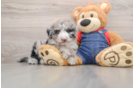 Adorable Sheep a Poo Poodle Mix Puppy
