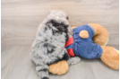 Cute Mini Sheepadoodle Baby