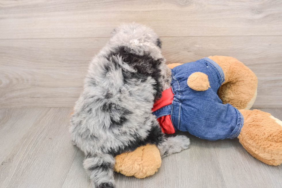 Cute Mini Sheepadoodle Baby