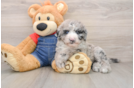 Mini Sheepadoodle Pup Being Cute