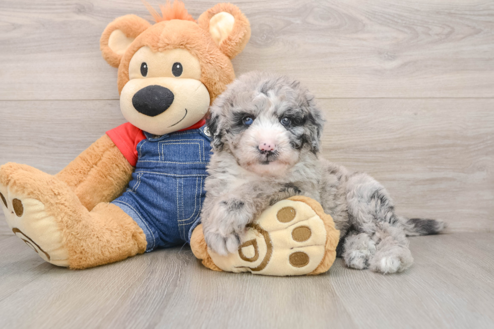 Mini Sheepadoodle Pup Being Cute