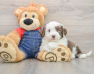 6 week old Mini Sheepadoodle Puppy For Sale - Seaside Pups