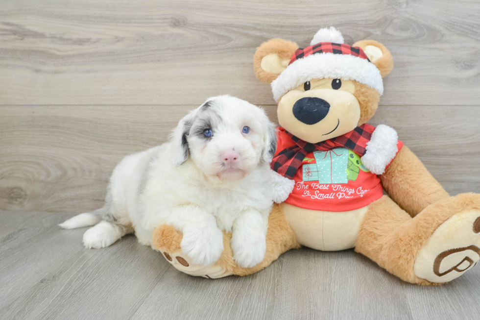 Petite Mini Sheepadoodle Poodle Mix Pup