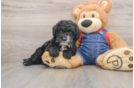 Best Mini Sheepadoodle Baby
