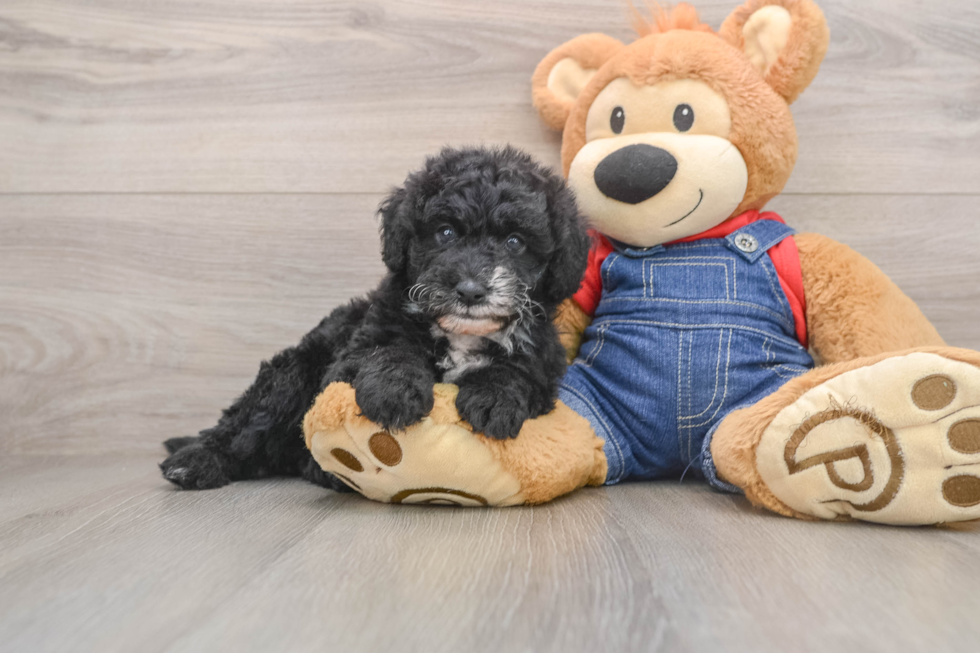 Best Mini Sheepadoodle Baby
