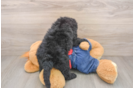 Mini Sheepadoodle Puppy for Adoption