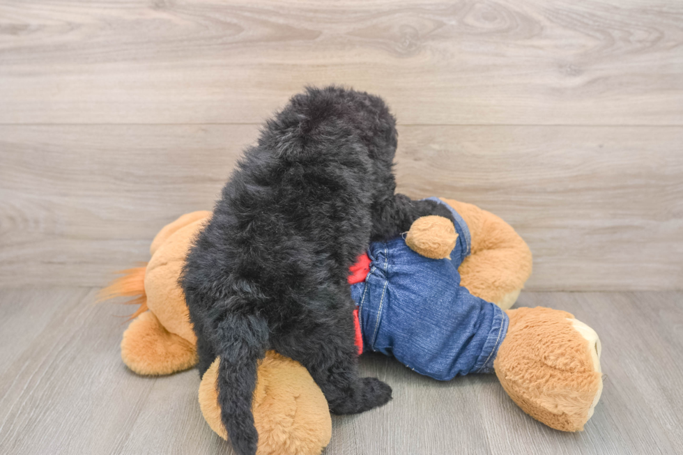 Mini Sheepadoodle Puppy for Adoption