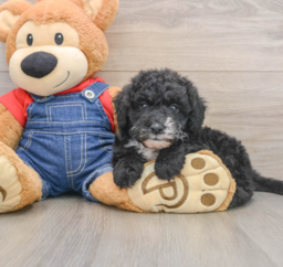 6 week old Mini Sheepadoodle Puppy For Sale - Seaside Pups