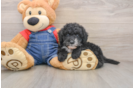 Mini Sheepadoodle Pup Being Cute